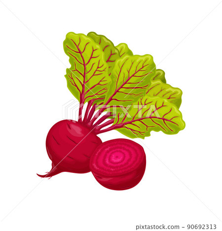 Beet. Red ripe beets. Ripe organic vegetable from the garden. Farm product. Sugar beet, vector illustration isolated on a white background Beet. Red ripe beets. Ripe organic vegetable from the garden. Farm product. Sugar beet, vector illustration isolated on a white background 90692313
