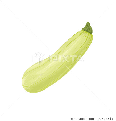Zucchini. Image of a squash. Vegetarian vegetable from the garden. Farm vegetables. Vector illustration isolated on a white background Zucchini. Image of a squash. Vegetarian vegetable from the garden. Farm vegetables. Vector illustration isolated on a white background 90692314