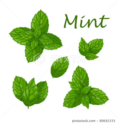 Mint. Green mint leaves. A fragrant medicinal plant for seasoning. Vector illustration isolated on a white background Mint. Green mint leaves. A fragrant medicinal plant for seasoning. Vector illustration isolated on a white background 90692333