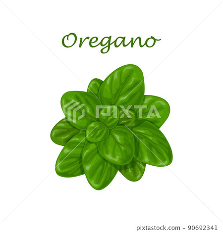 Oregano. Green oregano leaves. A fragrant herb for seasoning. Vector illustration isolated on a white background 90692341