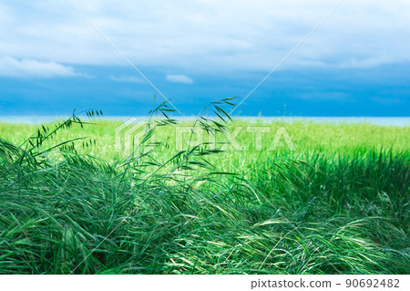 meadow with green eared grass on the seashore 90692482