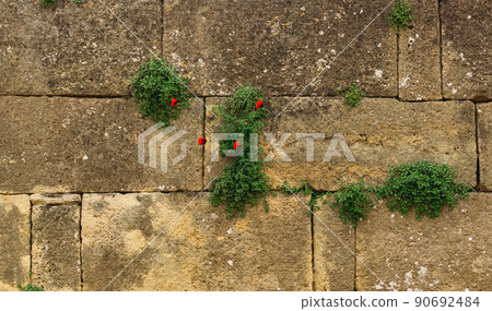 wall of an old castle with poppy flowers growing in the cracks of the masonry wall of an old castle with poppy flowers growing in the cracks of the masonry 90692484
