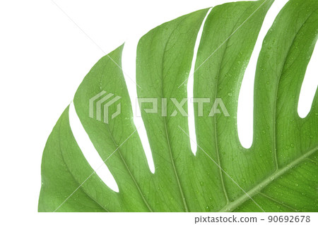 Monstera summer leaf. Tropic palm flora. Jungle rainforest exotic shape Monstera summer leaf. Tropic palm flora. Jungle rainforest exotic shape 90692678