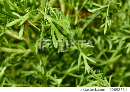 Water drop of morning dew on beautiful plant leaf, Macro of rain droplet with nature light reflect 90692714