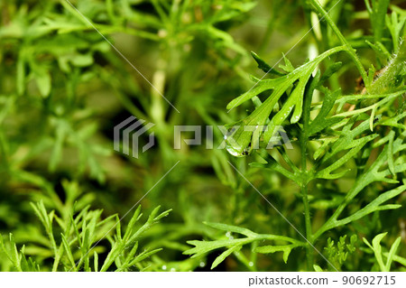 Water drop of morning dew on beautiful plant leaf, Macro of rain droplet with nature light reflect Water drop of morning dew on beautiful plant leaf, Macro of rain droplet with nature light reflect 90692715
