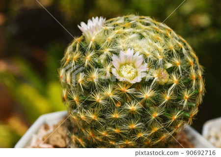 Cactus flower blooming, Dessert plant (Mammillaria Schiedeana), Green thorn spiky plant. Cactus flower blooming, Dessert plant (Mammillaria Schiedeana), Green thorn spiky plant. 90692716