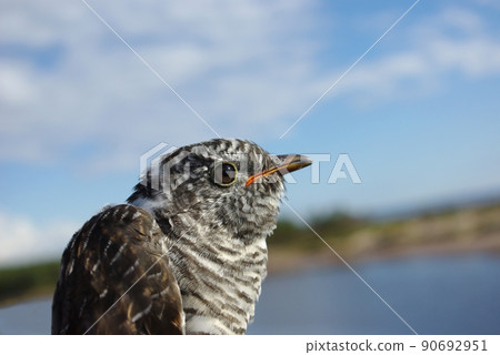 Cuckoo Cuckoo 90692951