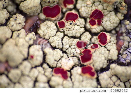 macro polar live pattern texture  natural wild 90692982