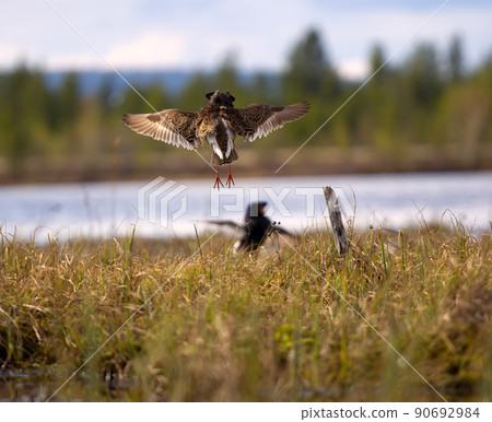 Pugnacious handsome 7. Ruffs fight in swamp. Pugnacious handsome 7. Ruffs fight in swamp. 90692984