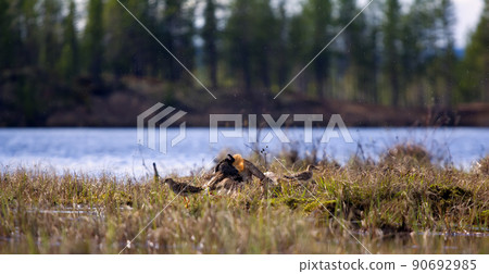 Pugnacious handsome 8. Ruffs fight in swamp. Pugnacious handsome 8. Ruffs fight in swamp. 90692985