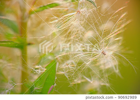 Many seeds-flyers of dandelion. Many seeds-flyers of dandelion. 90692989