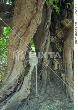 Hanuman langur Presbytis entellus Hanuman langur Presbytis entellus 90692994