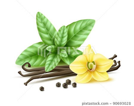 Realistic spices simple composition. Vanilla flower and pods, fresh green leaves, basil or mint, black peppercorns. Isolated baking, cooking ingredients, 3d decorative element. Vector concept Realistic spices simple composition. Vanilla flower and pods, fresh green leaves, basil or mint, black peppercorns. Isolated baking, cooking ingredients, 3d decorative element. Vector concept 90693028