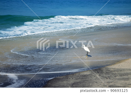 Typical birds of India in typical biotope 14. little egret (Egretta garzetta) 90693125
