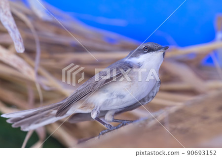 Eurasian whitethroat 90693152