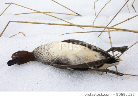 take European teal (Anas crecca) 2 90693155
