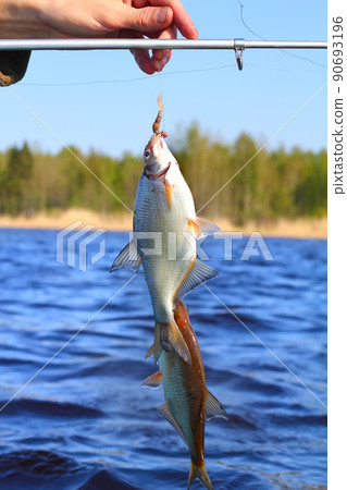 now caught bream 3 now caught bream 3 90693196