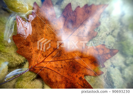 Beautiful maple leaf underwater Beautiful maple leaf underwater 90693230