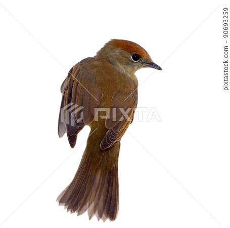 bird isolated on a white background (Black-cap) 90693259