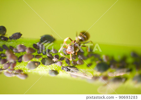 ant to milk a plant louse an insect macro 90693283