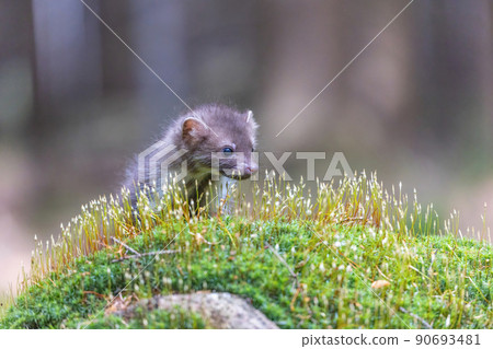 Head of adorable young marten posing in the moss 90693481