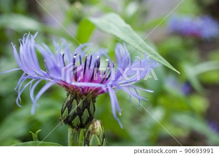 Mountain Bluet (Centaurea Montana) Mountain Bluet (Centaurea Montana) 90693991