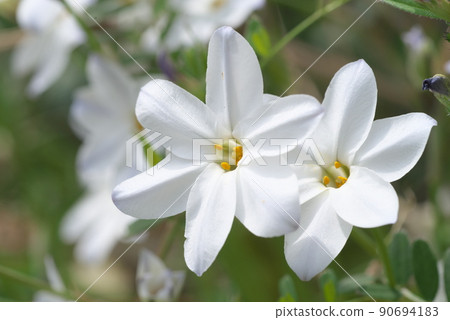 Ipheion uniflora的白花[綠色背景] 90694183