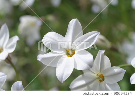 Ipheion uniflora的白花[綠色背景] 90694184