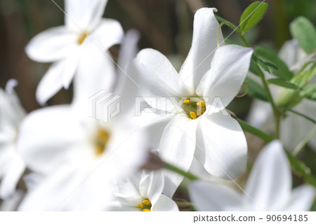 Ipheion uniflora的白花[綠色背景] 90694185