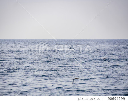 Close up shot of Humpback Whale back 90694299