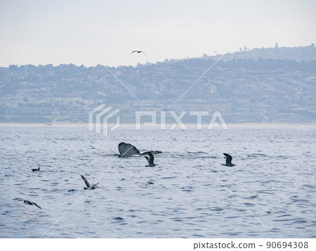 Close up shot of Humpback Whale tail Close up shot of Humpback Whale tail 90694308