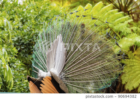 Close up shot of peacock showing its fan Close up shot of peacock showing its fan 90694382
