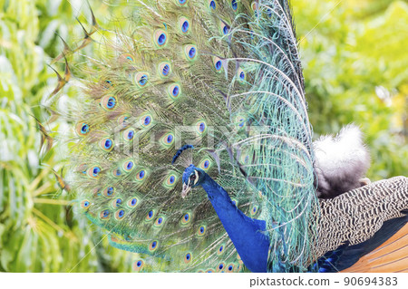 Close up shot of peacock showing its fan Close up shot of peacock showing its fan 90694383