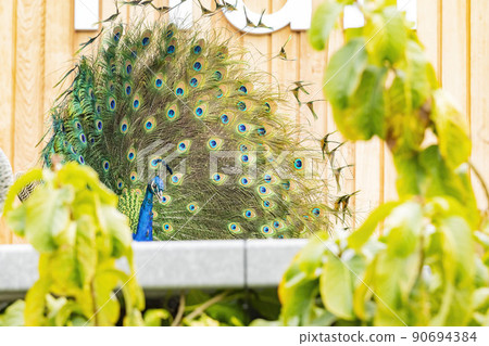 Close up shot of peacock showing its fan Close up shot of peacock showing its fan 90694384