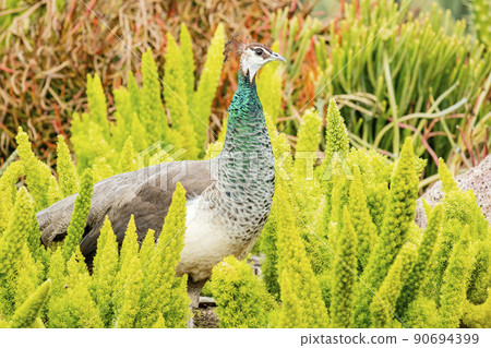 Close up shot of female peacock 90694399