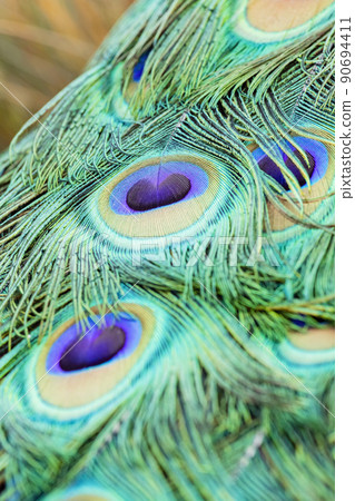 Close up shot of a beautiful peacock's fan 90694411