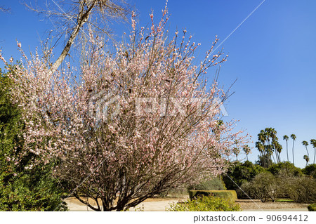 Sunny view of cherry tree blossom 90694412