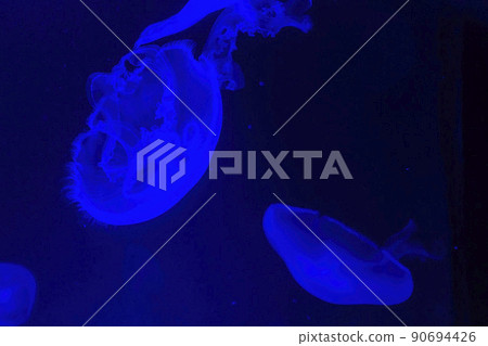 Close up shot of Moon jelly in Aquarium Close up shot of Moon jelly in Aquarium 90694426