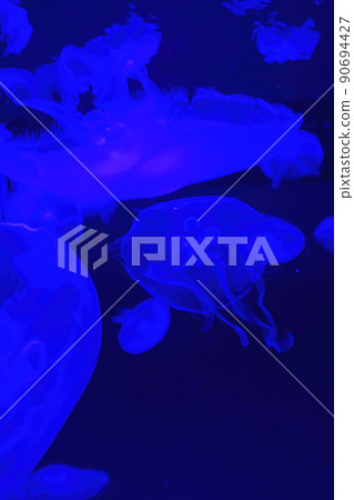 Close up shot of Moon jelly in Aquarium 90694427