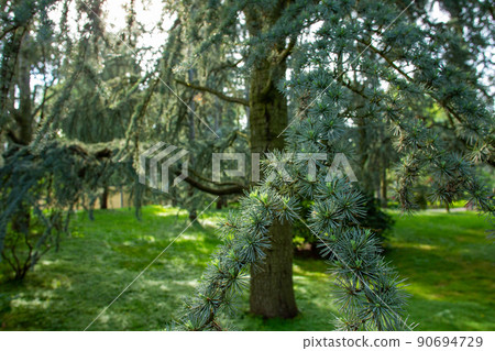 Good larch needles in Albert Kahn Park Good larch needles in Albert Kahn Park 90694729