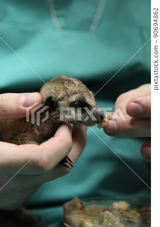 A veterinarian feeds a baby meerkat, which the mother refused. Close-up of manual feeding. High quality photo A veterinarian feeds a baby meerkat, which the mother refused. Close-up of manual feeding. High quality photo 90694862