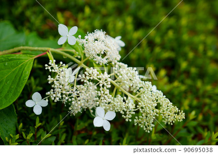 Hydrangea flower 90695038