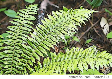 柔和的“鴕鳥蕨”插圖圖像 90695124