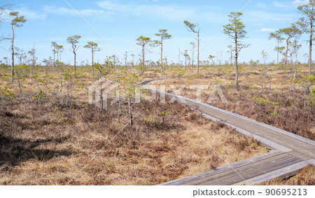 A wooden path in the Soomaa National Park in Estonia among the forest and marshland on a clear day 90695213