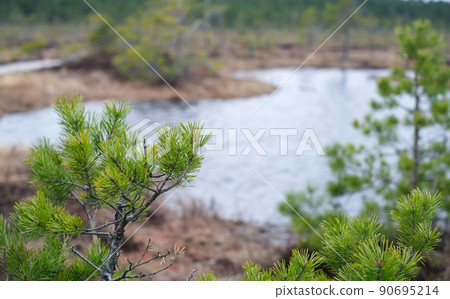 A wooden path in the Soomaa National Park in Estonia among the forest and marshland on a clear day 90695214