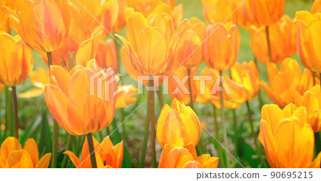 Bright natural background for your projects from bright orange tulip flowers against the background of green grass 90695215