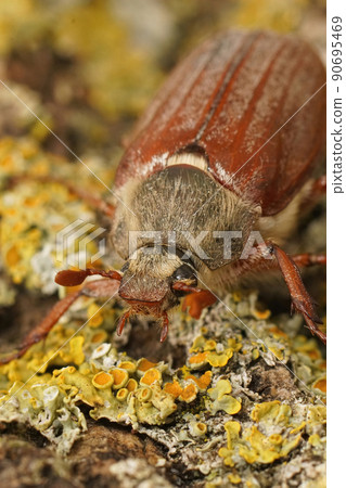 Detailed vertical closeup on a white grub cockchafer. Melolontha melolontha on lichen covered wood 90695469