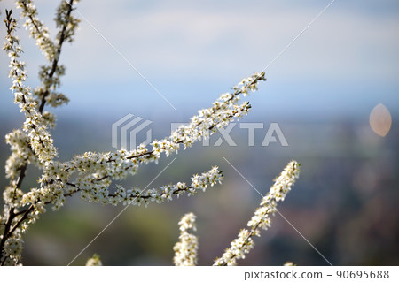 Twigs of cherry tree with white blossoming flowers in early spring 90695688