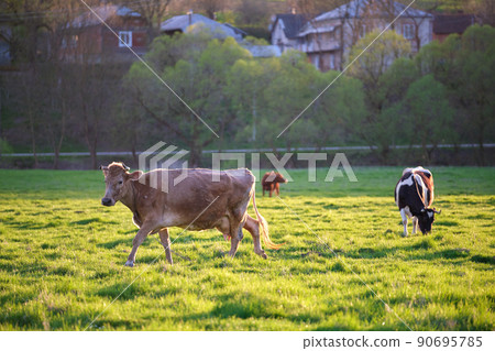 Milk cows grazing on green farm pasture on summer day. Feeding of cattle on farmland grassland Milk cows grazing on green farm pasture on summer day. Feeding of cattle on farmland grassland 90695785