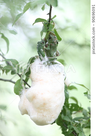 Moria gull frog 90696091